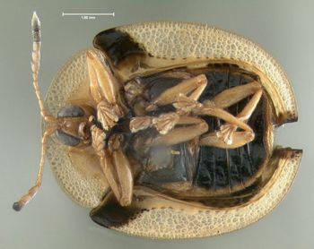 Media type: image;   Entomology 613110 Aspect: habitus ventral view